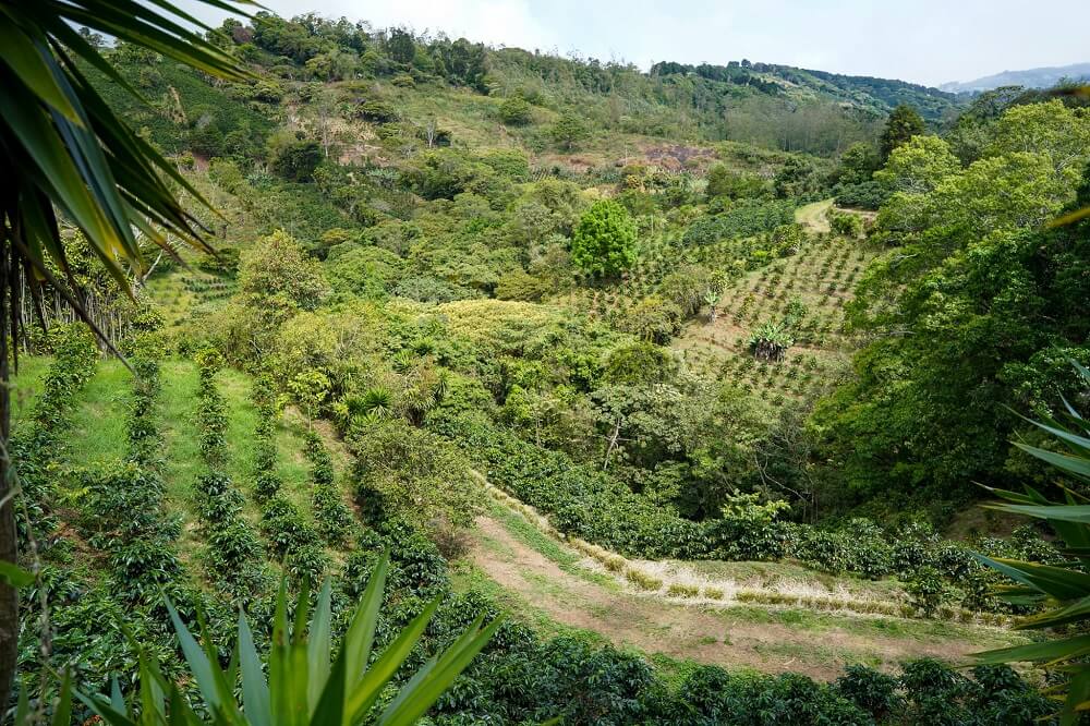 Pohled do zeleného údolí s terasovitou kávovou plantáží v srdci Kostariky